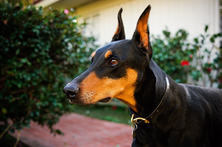 Facts about Doberman