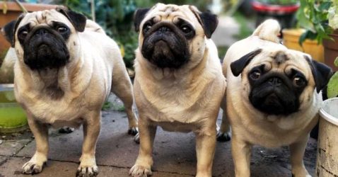 Facts about Pug