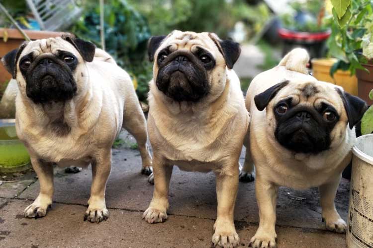 Facts about Pug