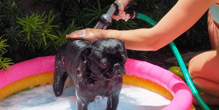 Facts about Pug