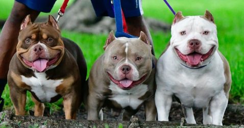 Trivia about American Bully