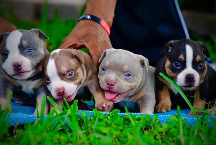 Trivia about American Bully