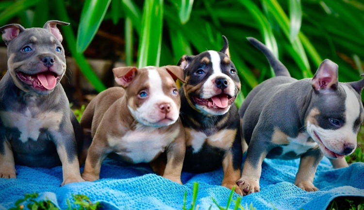Trivia about American Bully