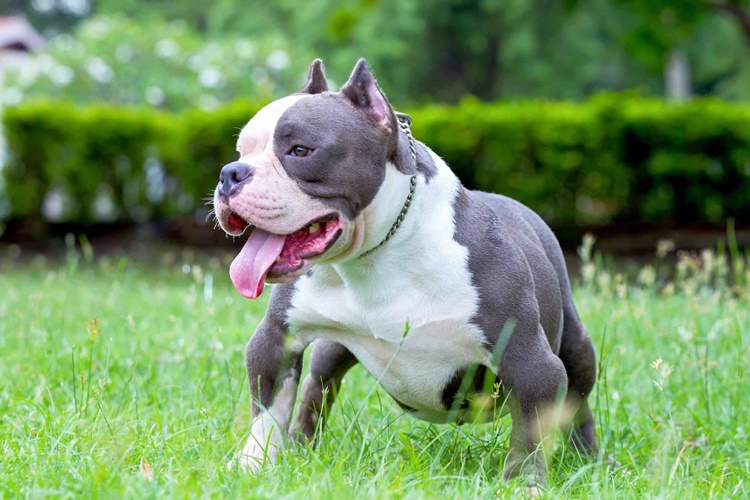 Trivia about American Bully