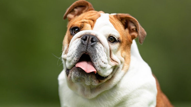 Trivia about English Bulldog