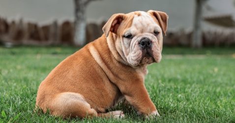 Trivia about English Bulldog