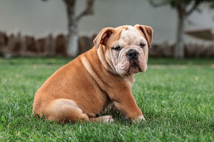 Trivia about English Bulldog
