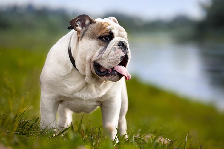 Trivia about English Bulldog 