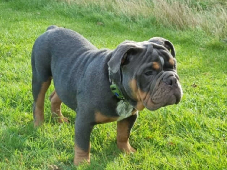 Trivia about English Bulldog