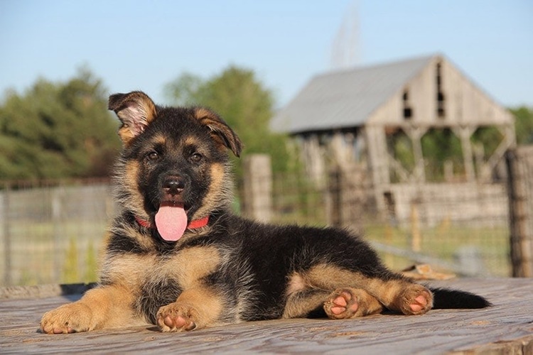 Trivia about German Shepherds