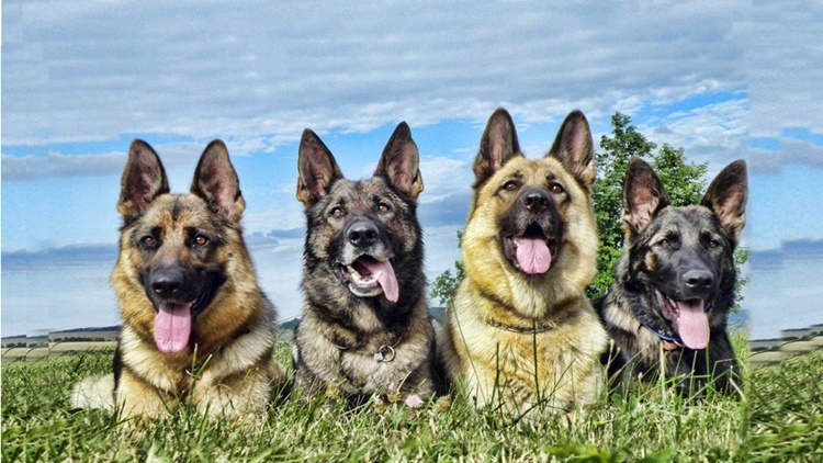 Trivia about German Shepherds