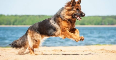 Trivia about German Shepherds