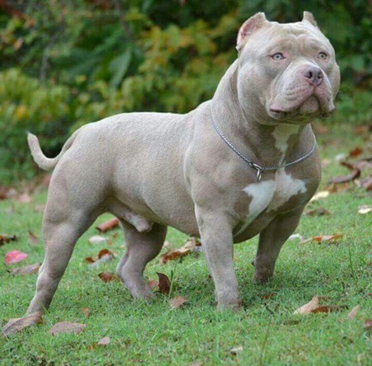 American Bully