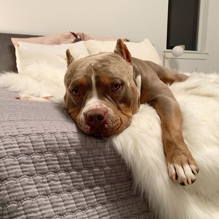 American Bully