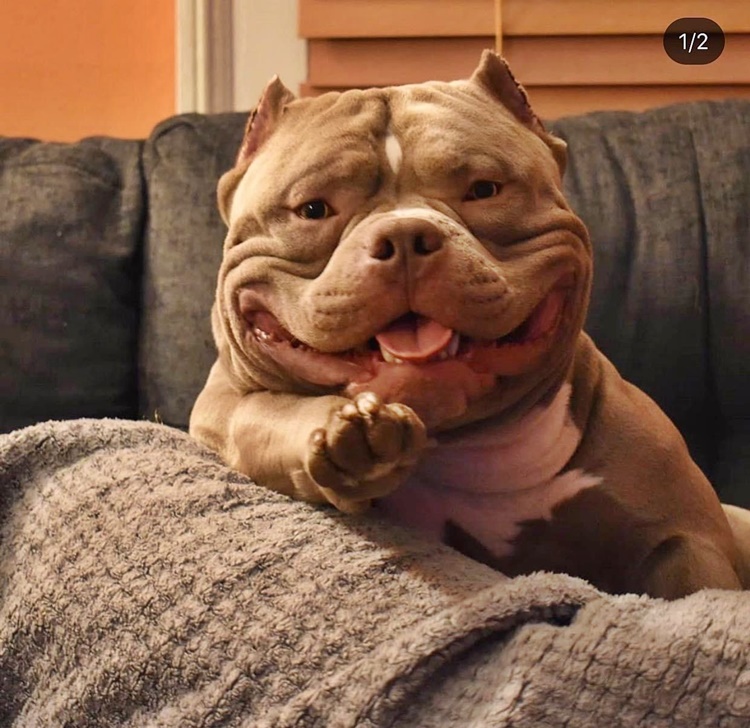 American Bully