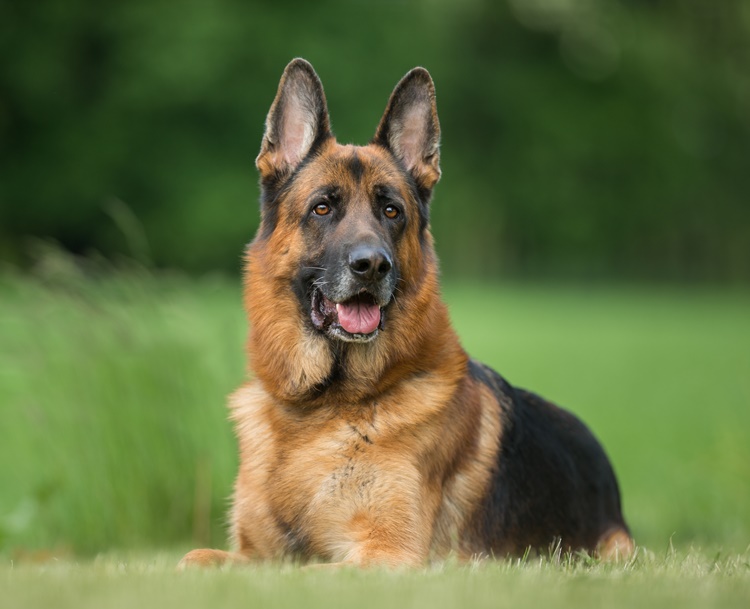 German Shepherd