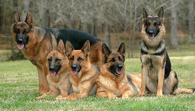 German Shepherd