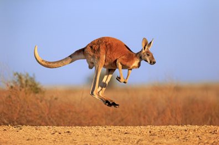 Kangaroos in Australia