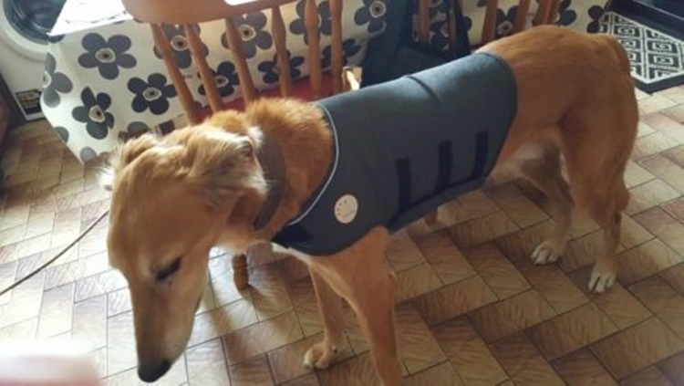 Dog Anxiety Vest