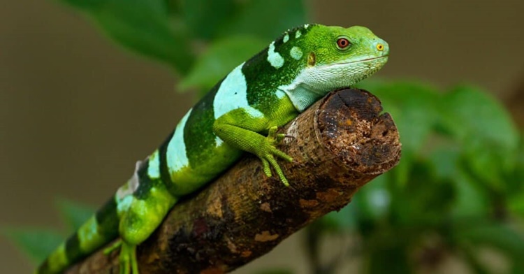 Fiji Banded Iguana (Brachylophus fasciatus)