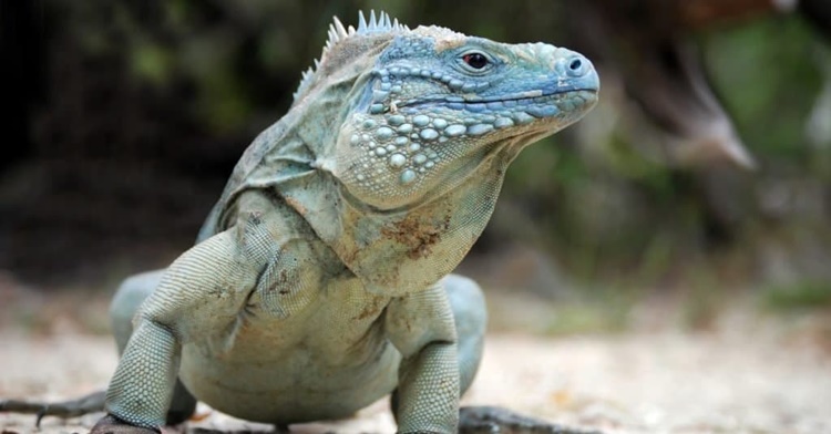 Grand Cayman Blue Iguana (Cyclura lewisi)