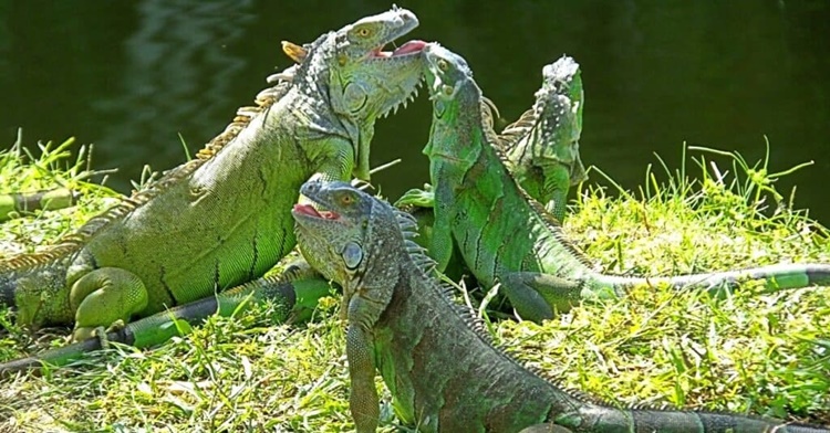 Iguana Pictures