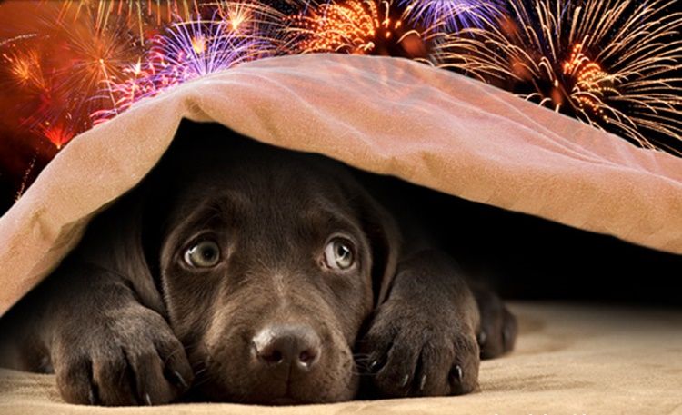 How To Calm Dogs from Fireworks