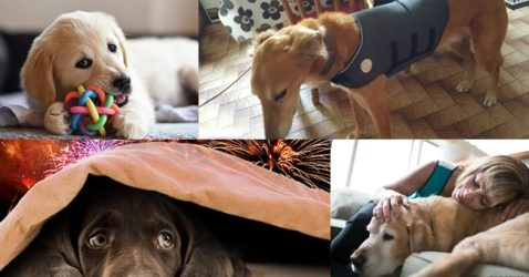 How To Calm Dogs from Fireworks