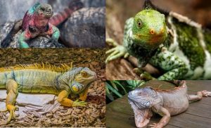 Iguana Pictures