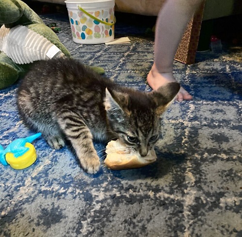 Cat - Pets