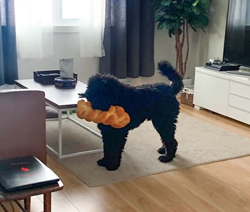 Dog