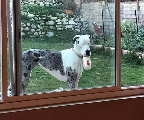 Dog - Pets