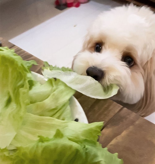 Dog