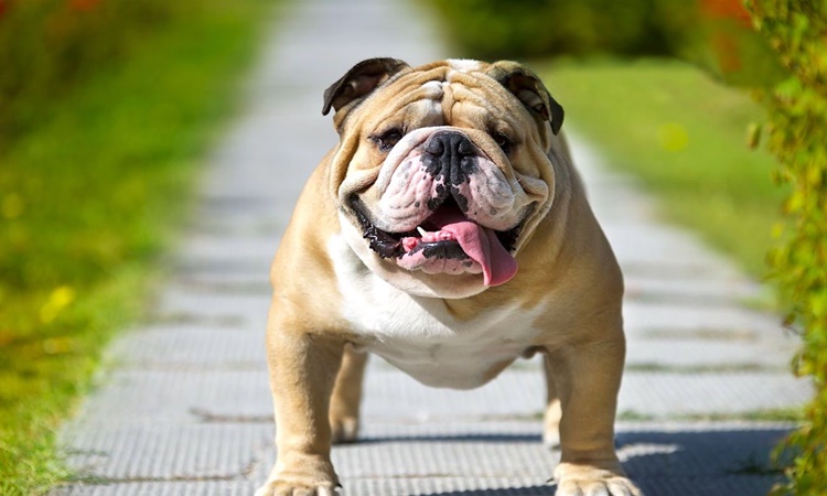 Most Popular Dog Breeds