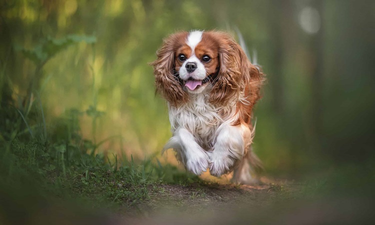 Cavalier King Charles Spaniel