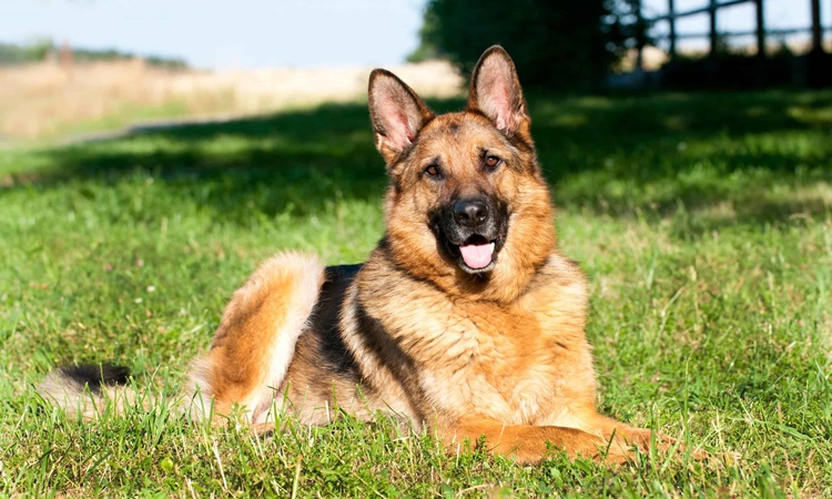 German Shepherd