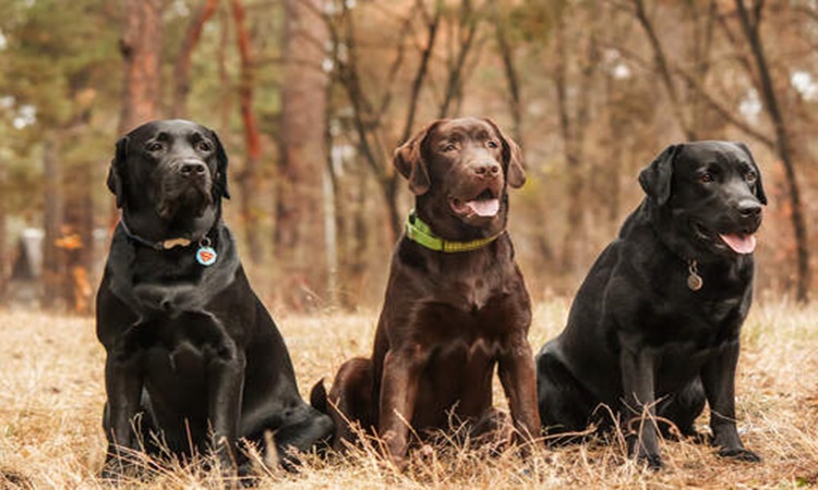 Labrador Retriever