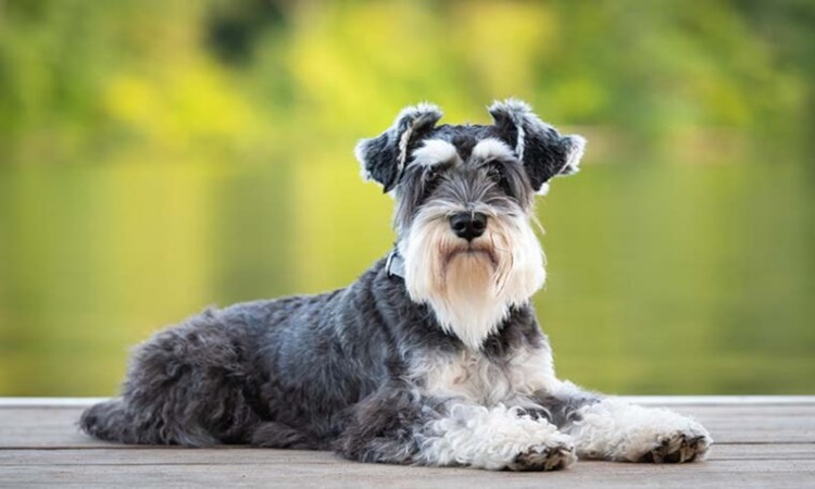 Most Popular Dog Breeds