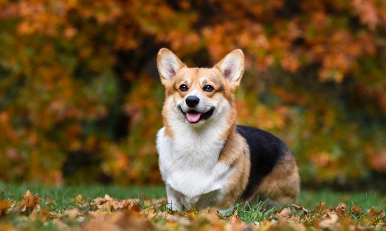 Pembroke Welsh Corgi