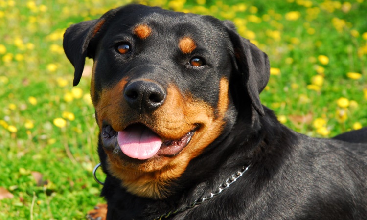 Rottweiler