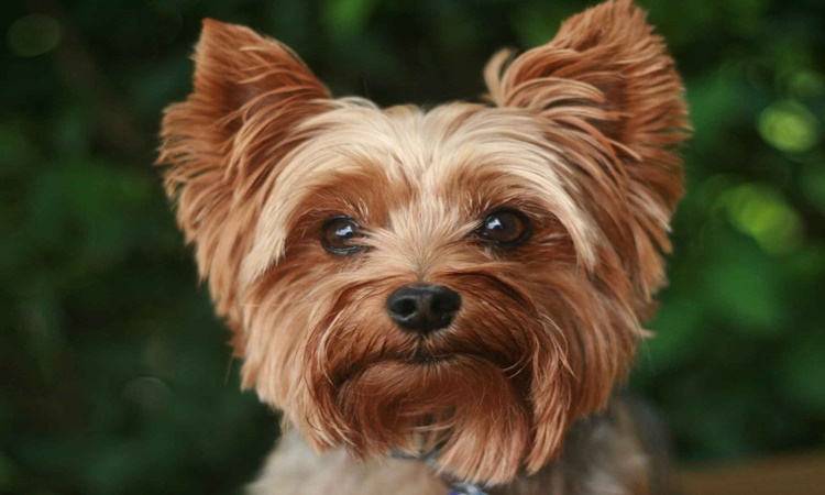 Yorkshire Terrier