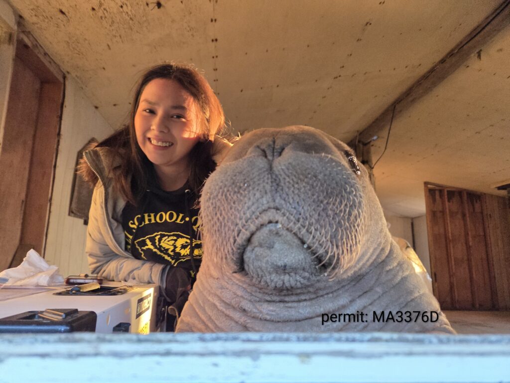 Young woman smiling beside a walrus calf