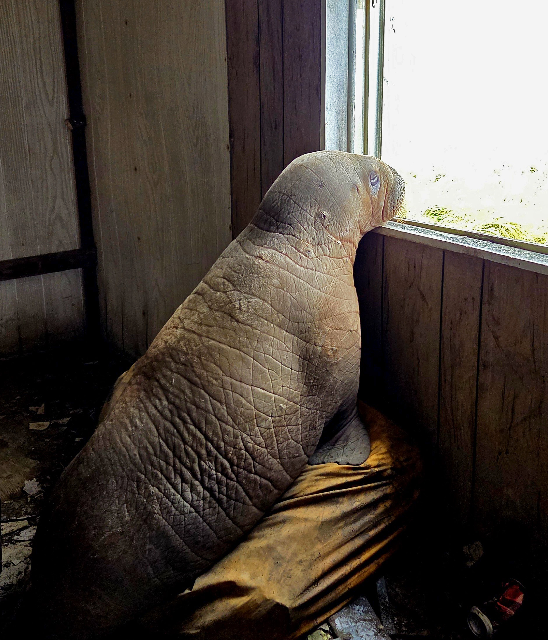 Walrus calf looking out a window