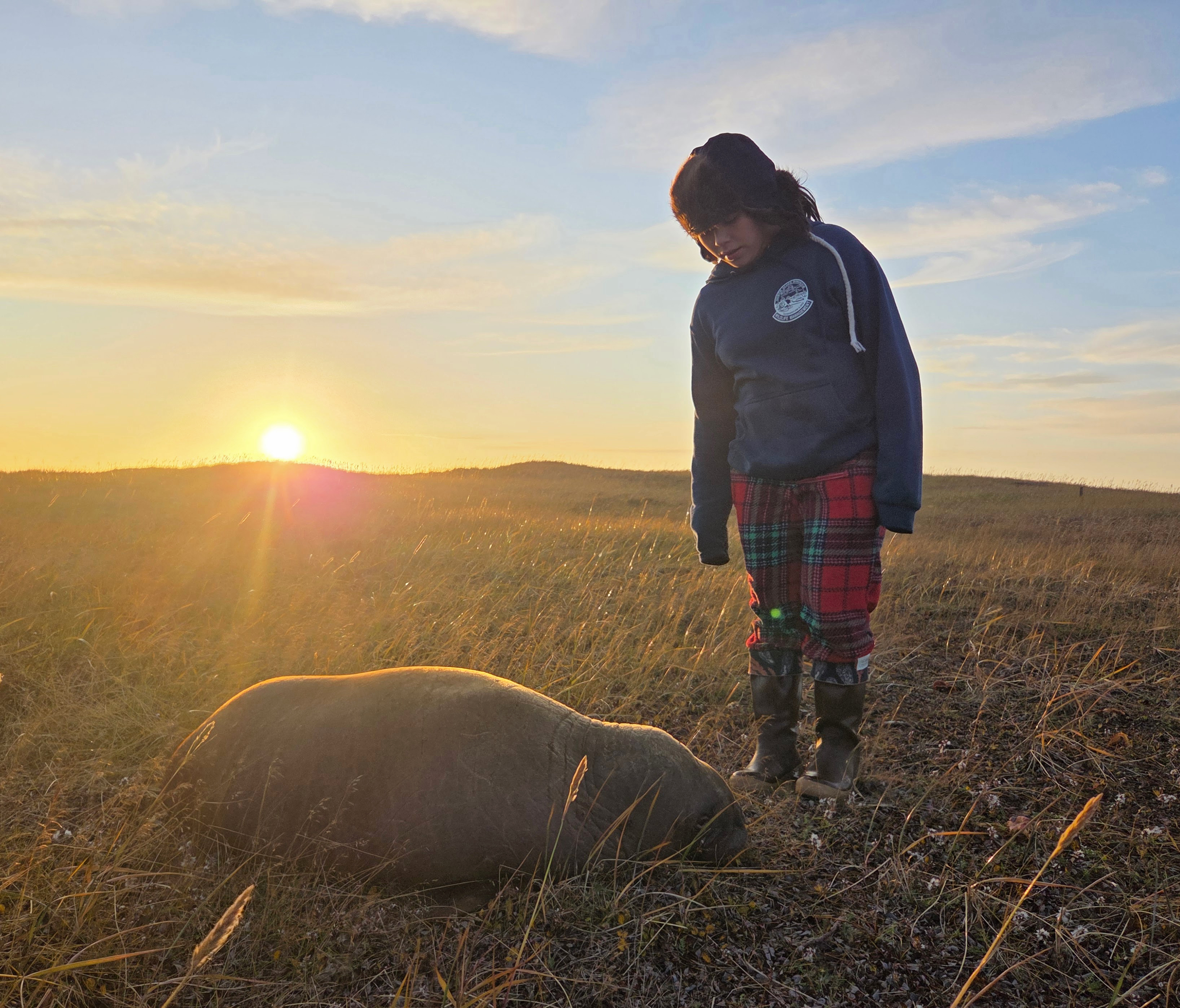 Intern attending to a walrus calf in grass
