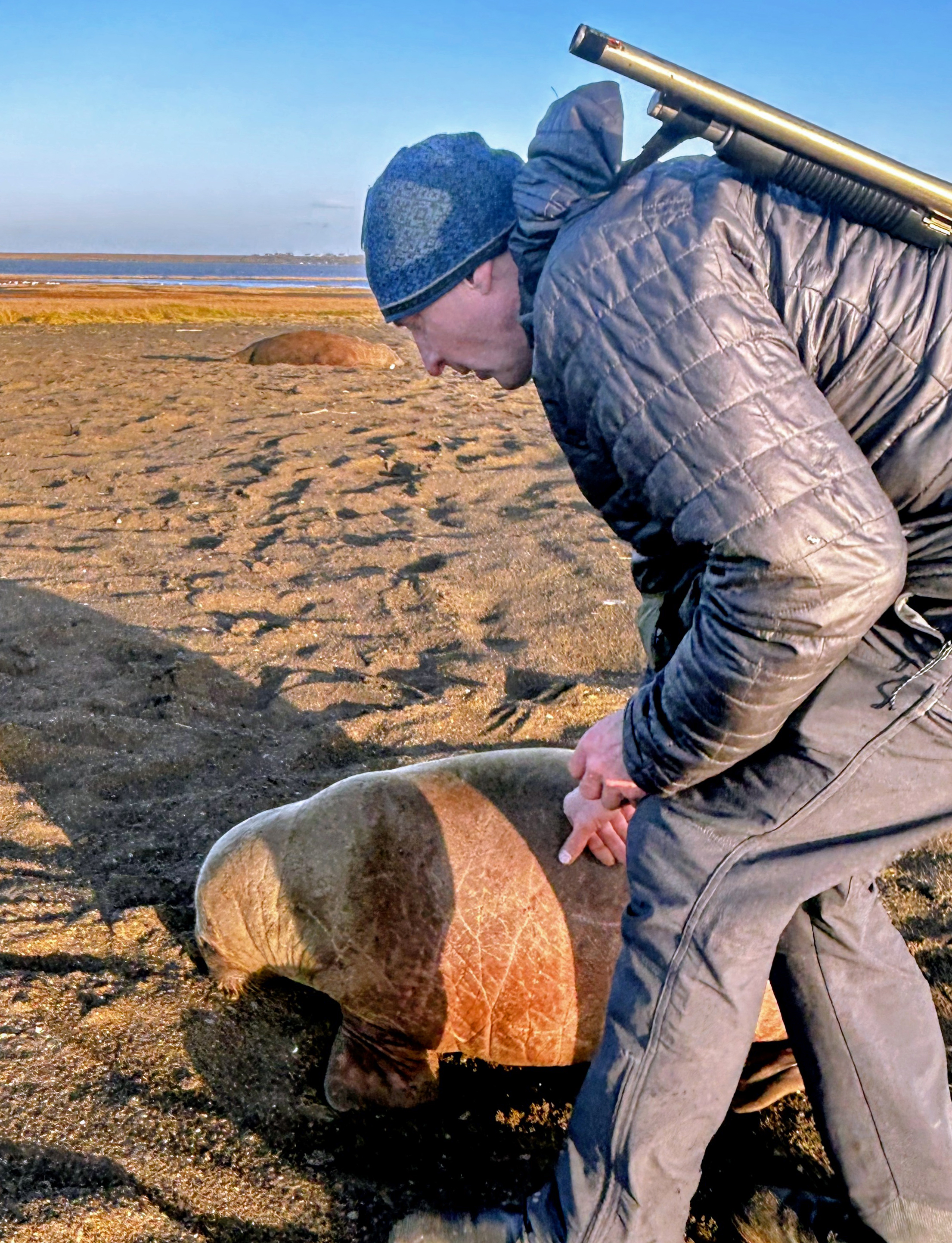 Biologist with orphaned walrus calf on beach survey