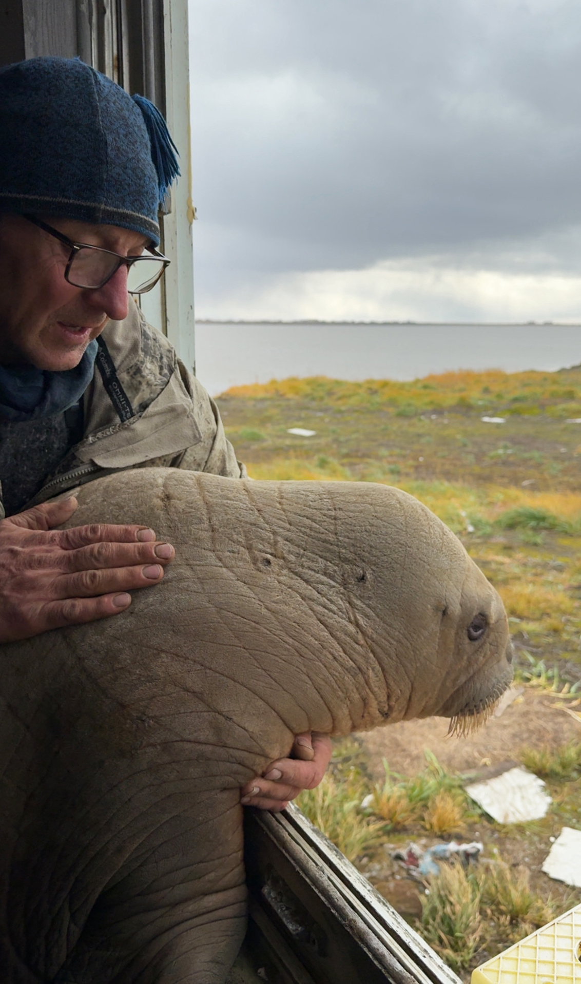 Man and walrus calf looking out a window