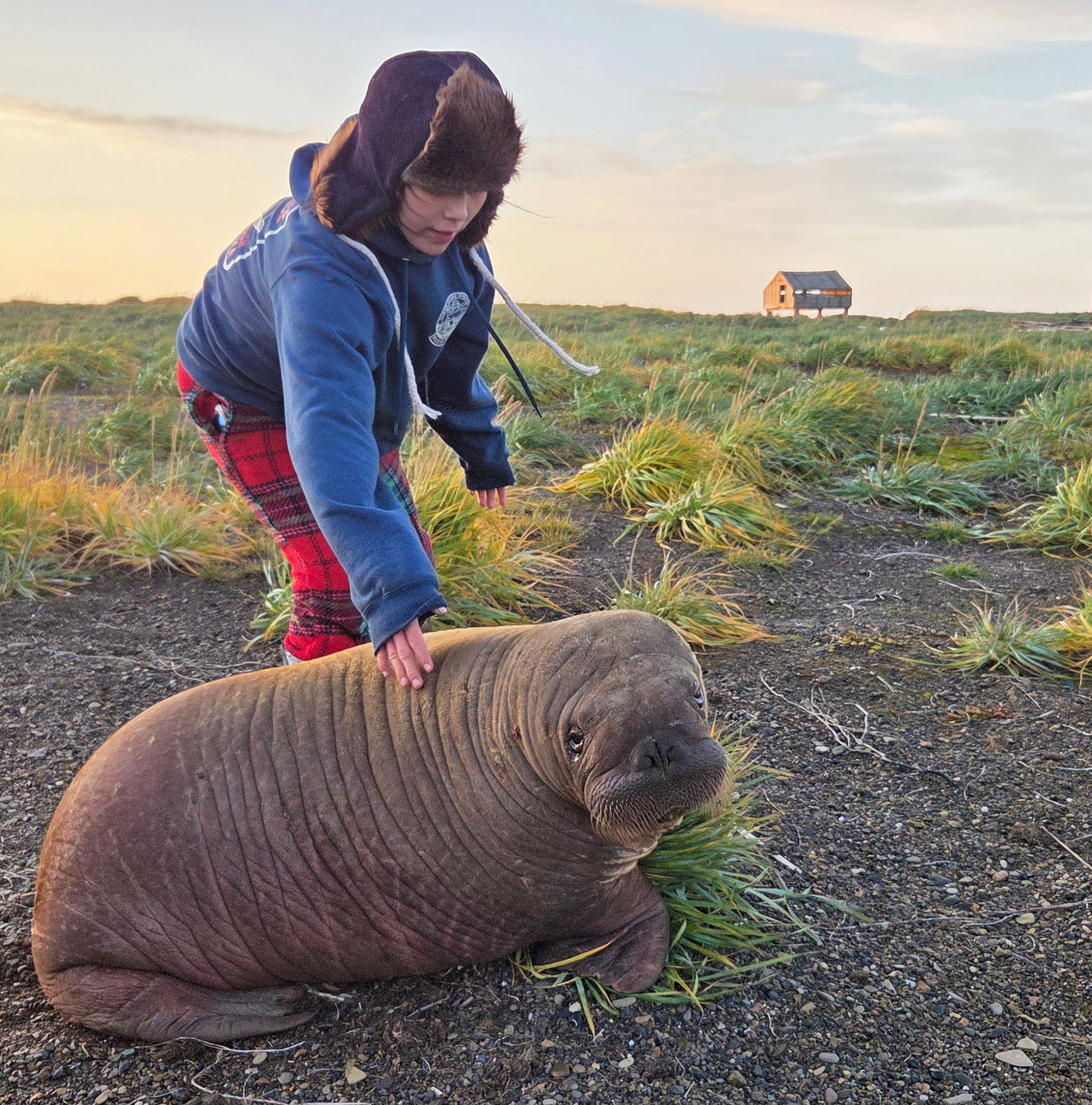 Young woman in fur hat with walrus calf
