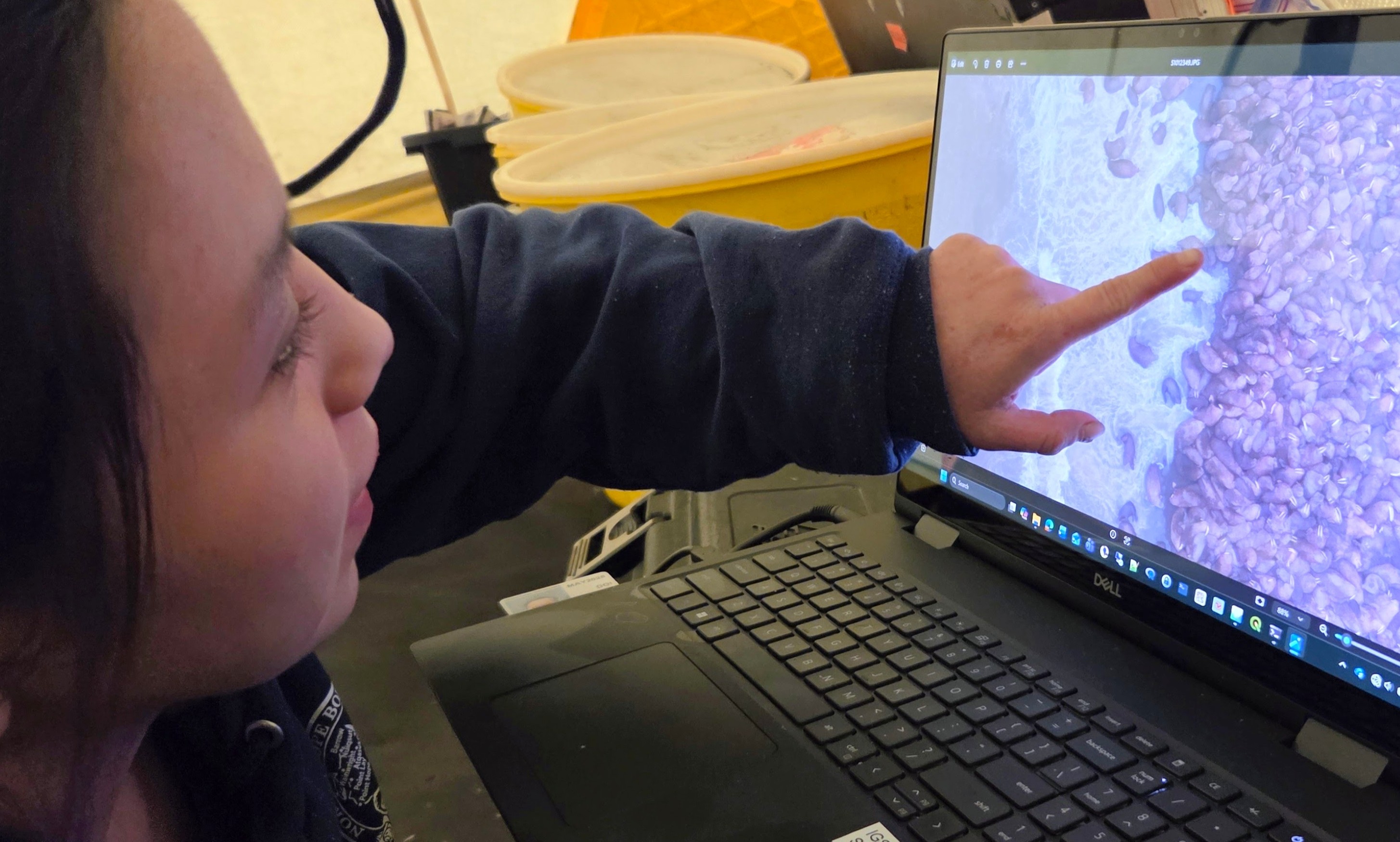 Intern reviewing aerial walrus photos on a screen