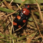 American burying beetle on Block Island, Rhode Island