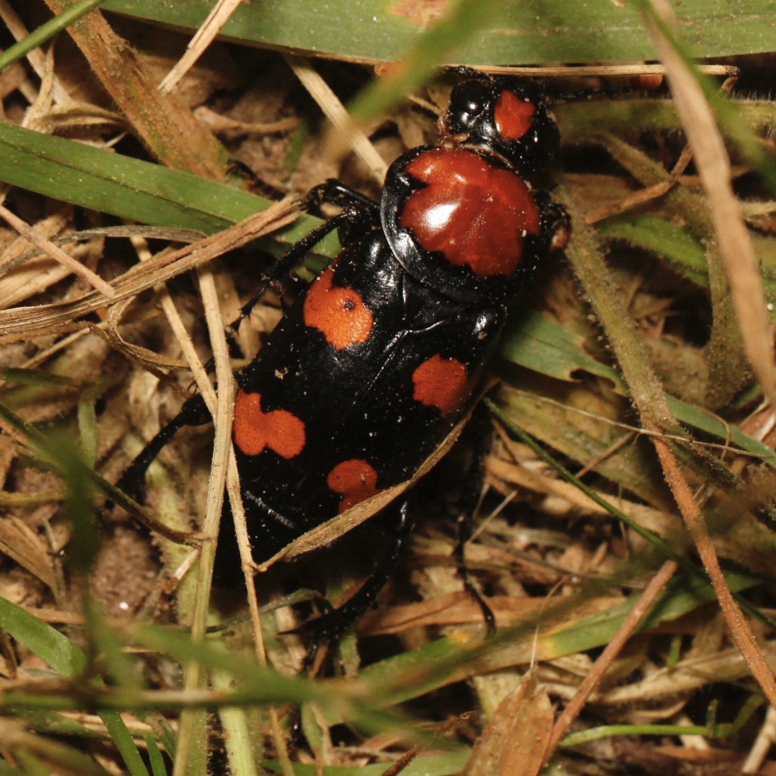 American burying beetle on Block Island, Rhode Island